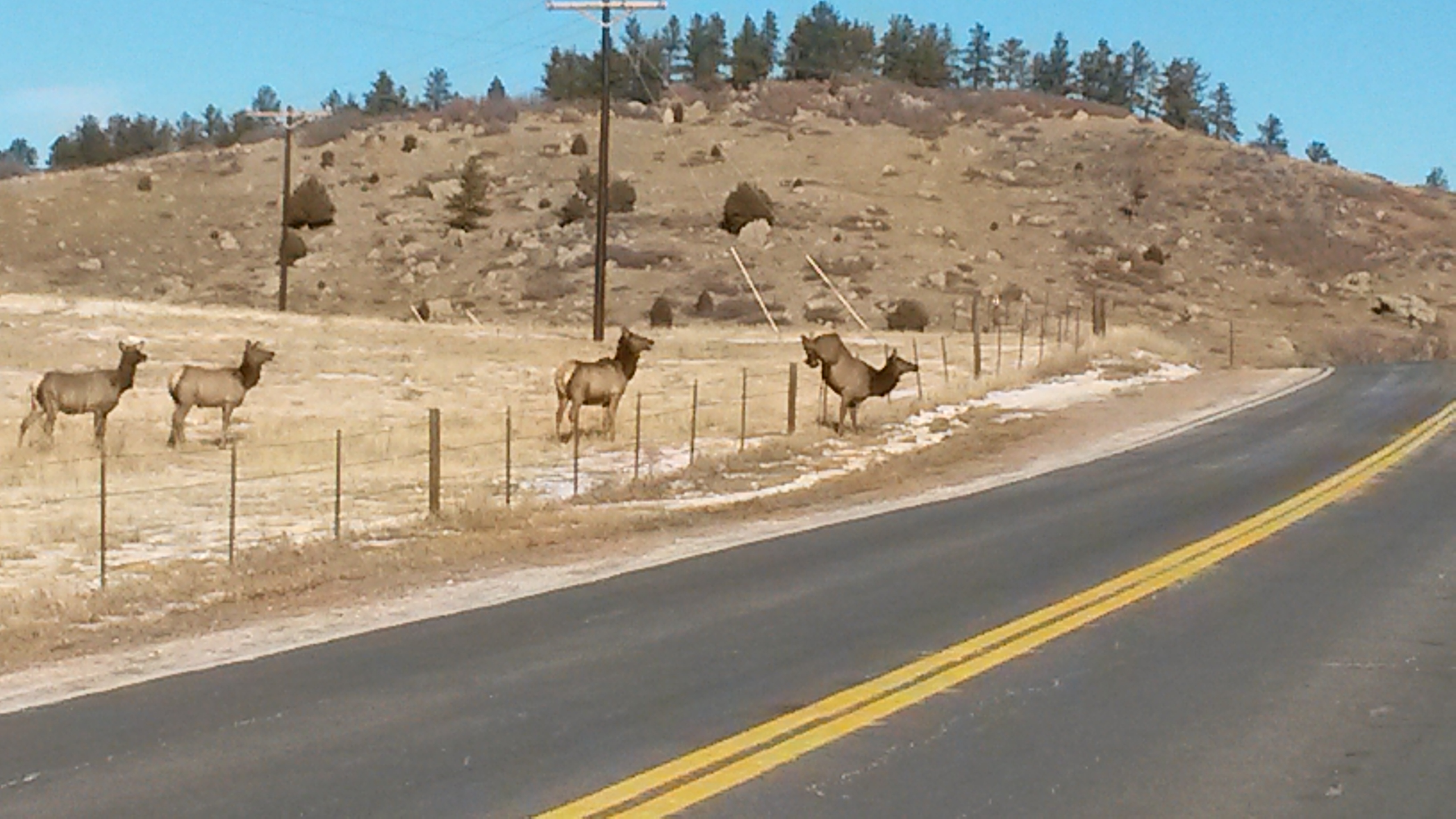 Elk on 105