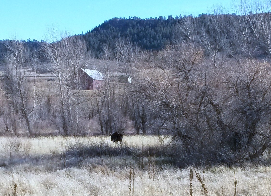 Moose by Tomah Rd